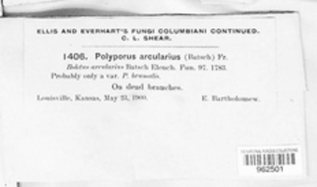 Lentinus arcularius image